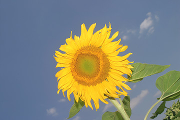 Image showing Sunflower