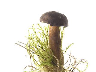 Image showing mushrooms