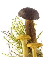 Image showing mushrooms