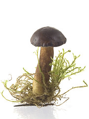 Image showing mushrooms