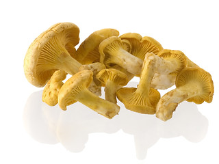 Image showing mushrooms