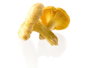 Image showing mushrooms