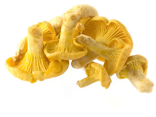 Image showing mushrooms