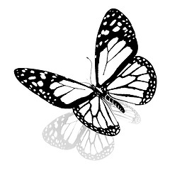 Image showing Black and white beautiful butterfly. High quality rendering