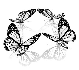 Image showing beauty butterflies