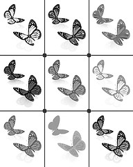 Image showing Butterflies botany set