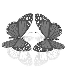 Image showing beauty butterflies