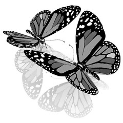 Image showing beauty butterflies