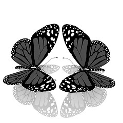 Image showing beauty butterflies