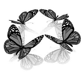 Image showing beauty butterflies