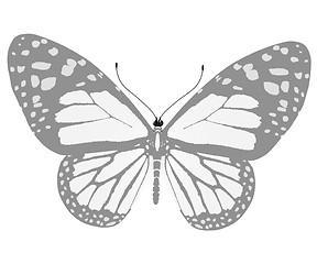 Image showing beauty butterfly