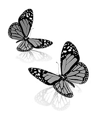 Image showing Black and white beautiful butterflys. High quality rendering