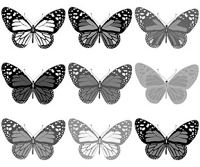 Image showing Butterflies botany set