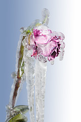 Image showing Icy Rose