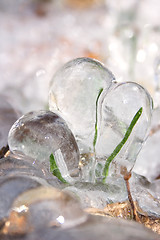 Image showing Frozen Blades of Grass