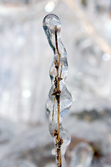 Image showing Frozen Weed