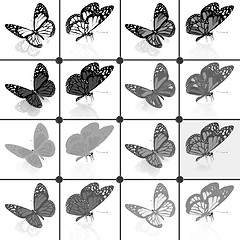 Image showing Butterflies botany set