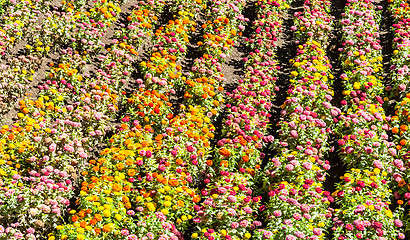 Image showing Tagetes garden in spring season