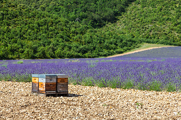 Image showing Beehive close to lavander field