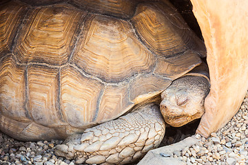 Image showing African Spurred Tortoise