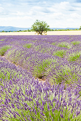 Image showing Lavander field