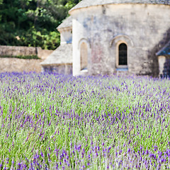 Image showing Lavander field