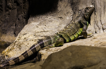 Image showing Green Iguana