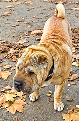 Image showing Cute Shar-Pei dog