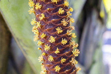 Image showing Male Flowers of Lodoicea maldivica.