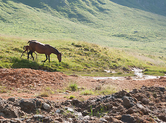 Image showing Horse in mountains