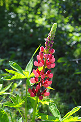 Image showing The blossoming pink lupine in a garden.