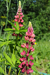 Image showing The blossoming pink lupine in a garden.