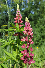 Image showing The blossoming pink lupine in a garden.