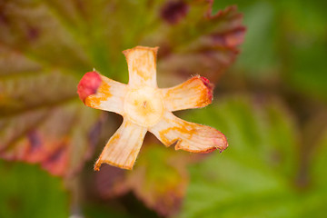 Image showing cloudberry plant  summer polar macro