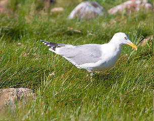 Image showing seagull in  grass a breeze on the sea coast