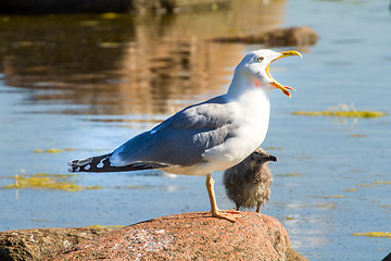 Image showing seagull with a baby bird on a stone