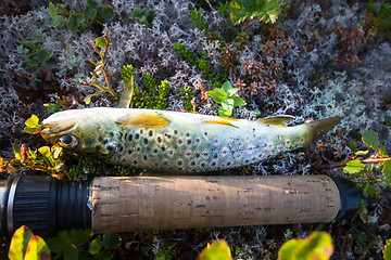 Image showing fishing  salmon fish of the North on  spinner rod