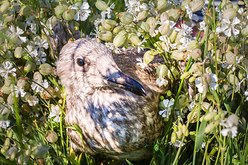 Image showing nestling  of a bird  seagull on  full-screen