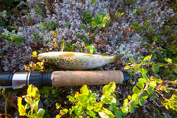 Image showing fishing  salmon fish of the North on  spinner rod