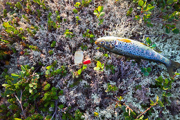 Image showing fishing  salmon fish of the North on  spinner lure