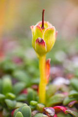 Image showing macro stone vegetation polar leaf summer