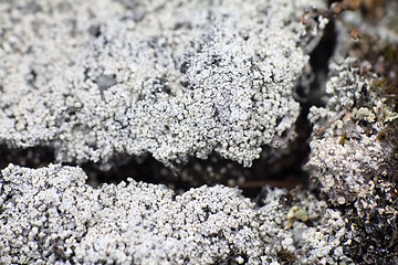 Image showing macro world polar plant the white dead dry.