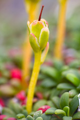 Image showing macro stone vegetation polar leaf summer