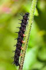 Image showing macro insects. caterpillar of a butterfly