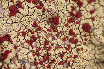 Image showing macro polar live pattern texture  natural wild