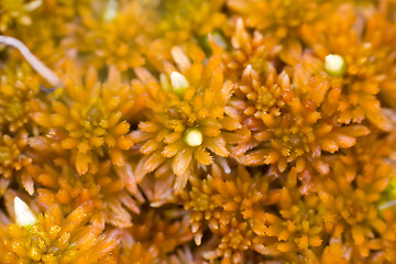 Image showing polar moss summer North macro