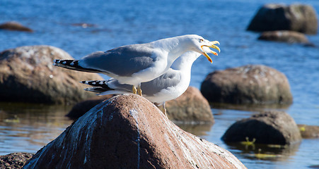 Image showing seagulls in a colony of birds with voices