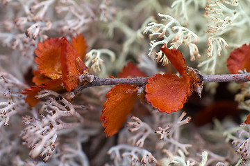 Image showing dry Polar Birch macro on moss