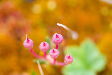 Image showing macro stone vegetation polar leaf summer