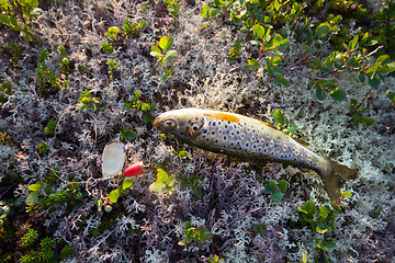 Image showing fishing  salmon fish of the North on  spinner lure